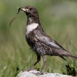 Merle à plastron dans les Pyrénées